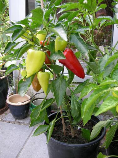 Billede af plante